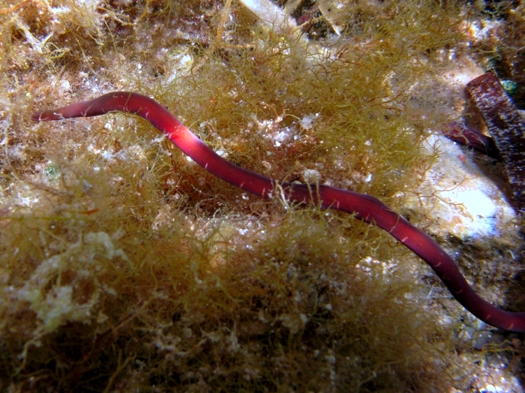 Notospermus geniculatus